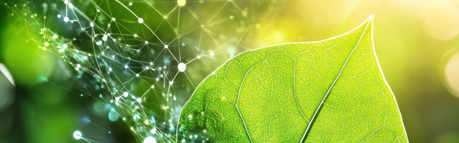 Tra Verona e Pechino individuata una proteina che protegge le piante dall’elevata esposizione alla luce