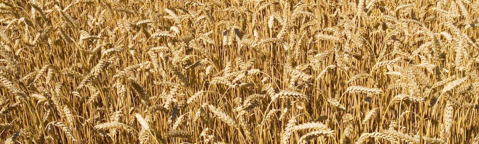 Tecnologie di Evoluzione Assistita: CRISPR/CAS9 in piante agrarie