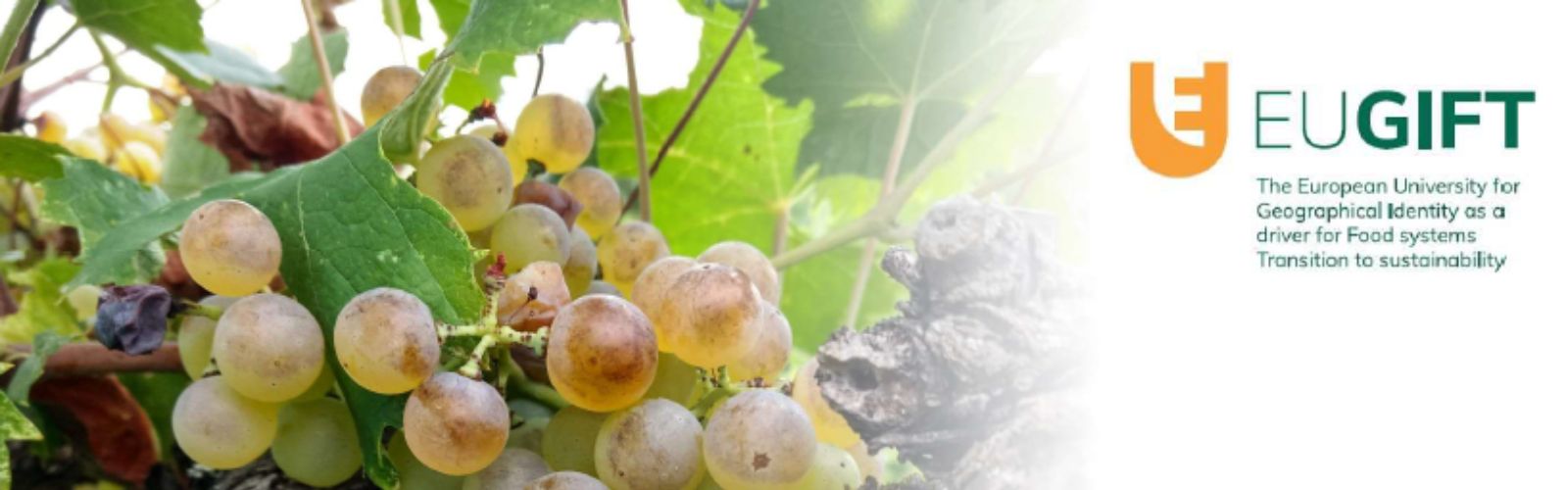 EU GIFT - University of Verona  Welcome Week